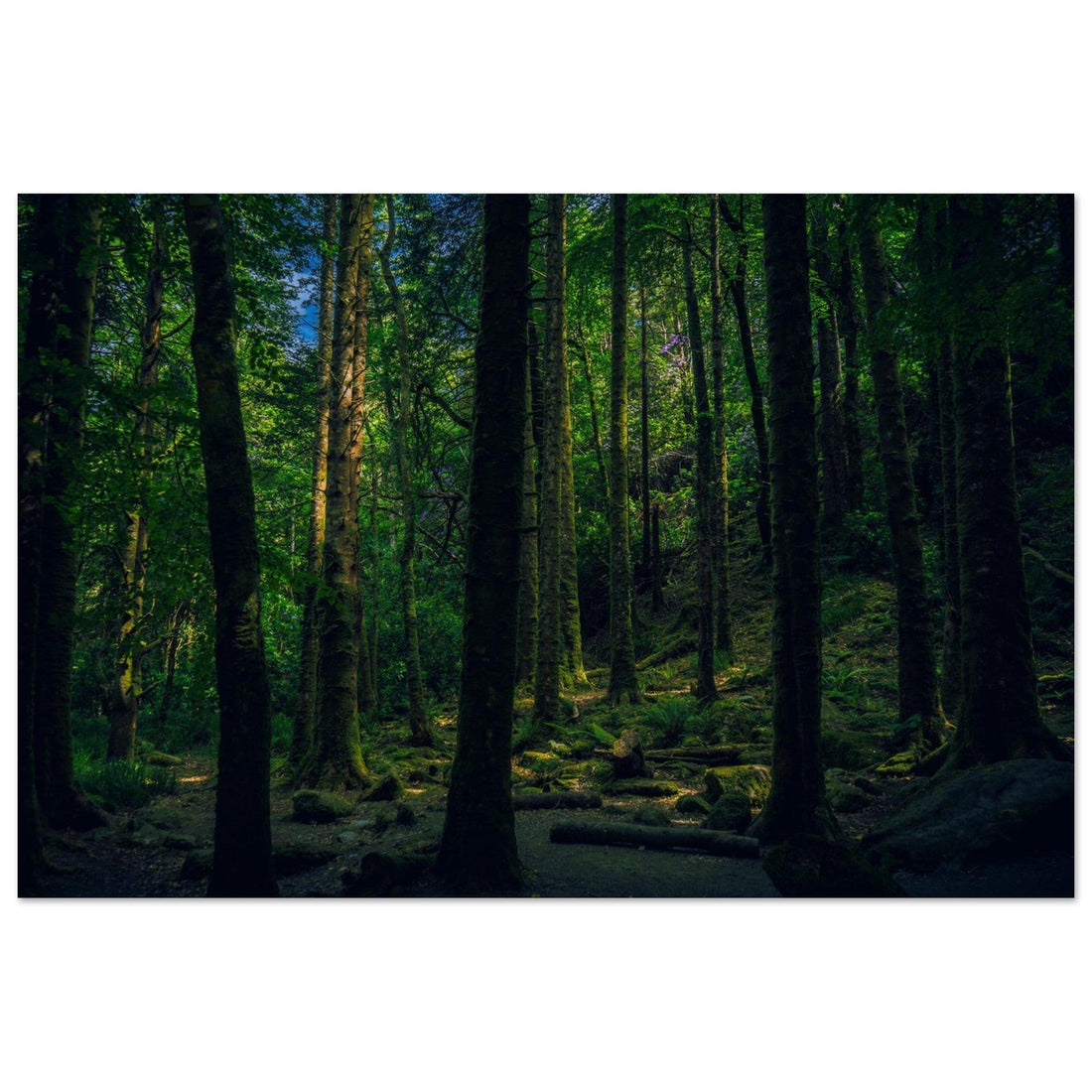 Forest Ambience for Relaxation – Peaceful Nature Sounds in a Dense Woodland (Real Footage)