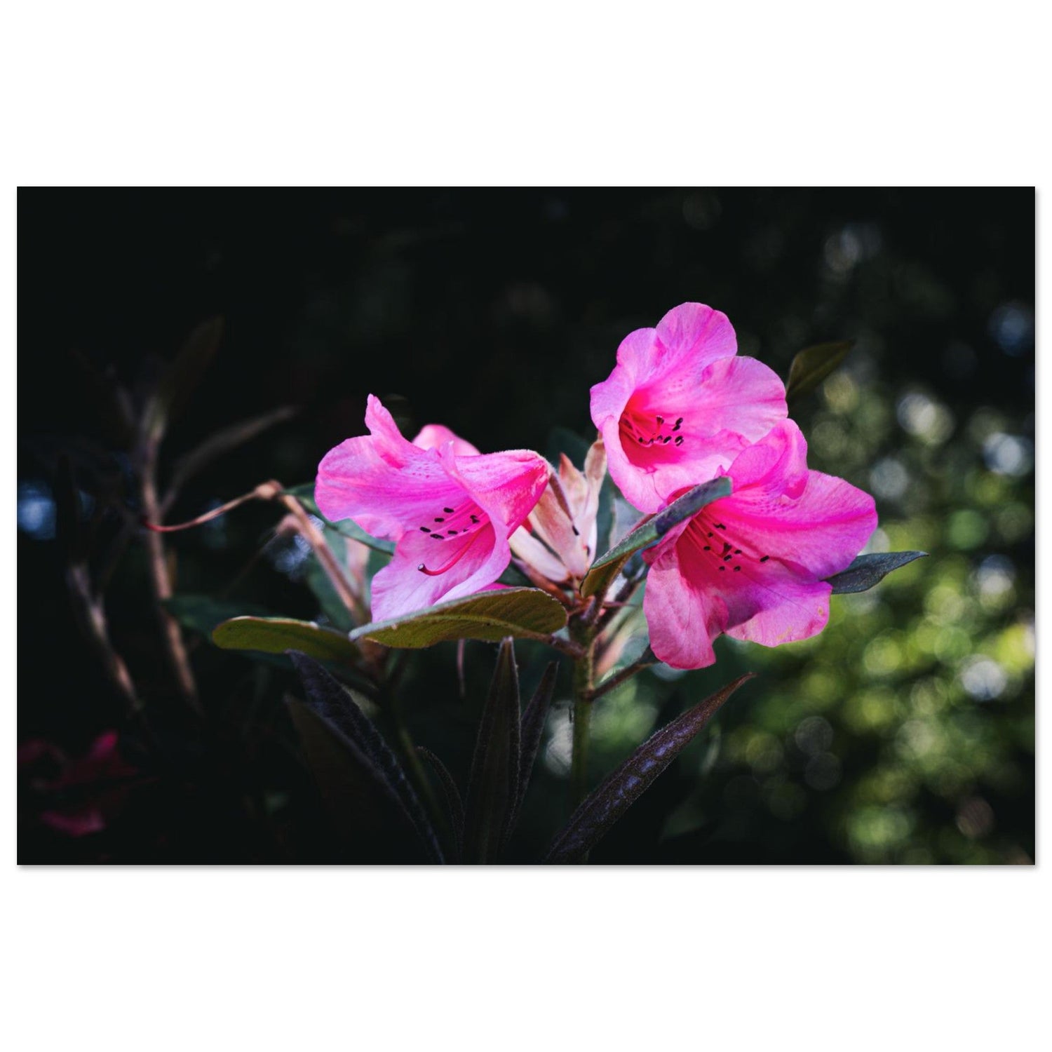 Vibrant Fuchsia Bloom-Gage Prints