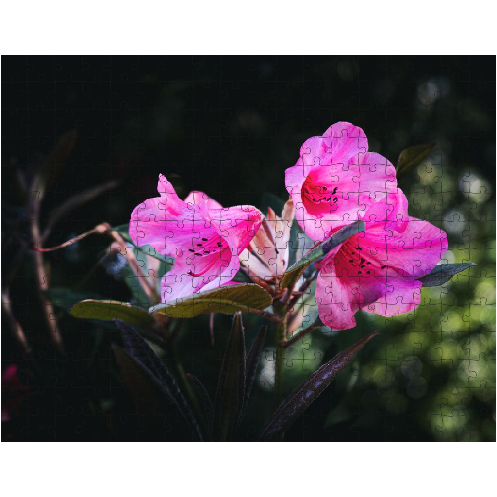 Vibrant Fuchsia Jigsaw Puzzle 252/500/1014 Pieces-Gage Prints
