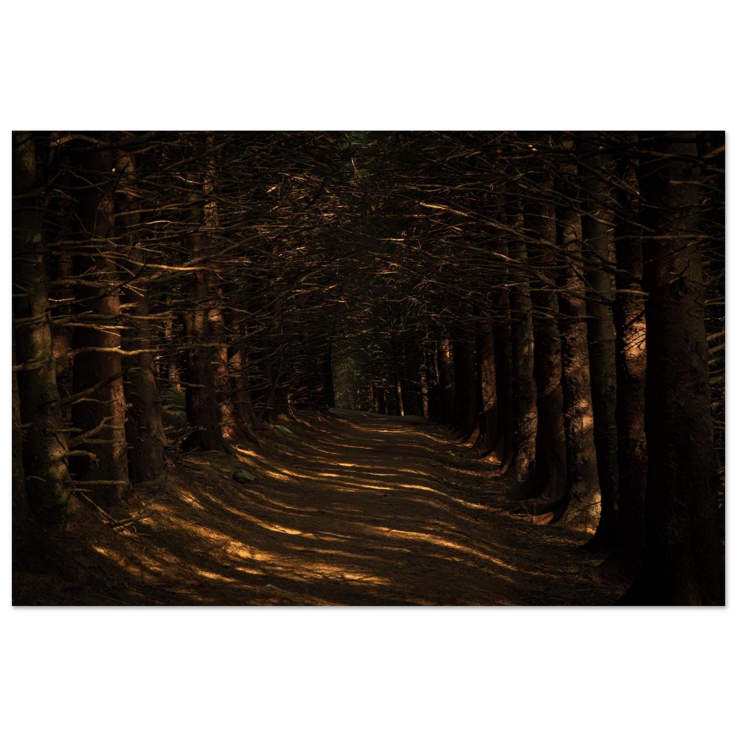 Bleak Rays (Horizontal)-Gage Prints