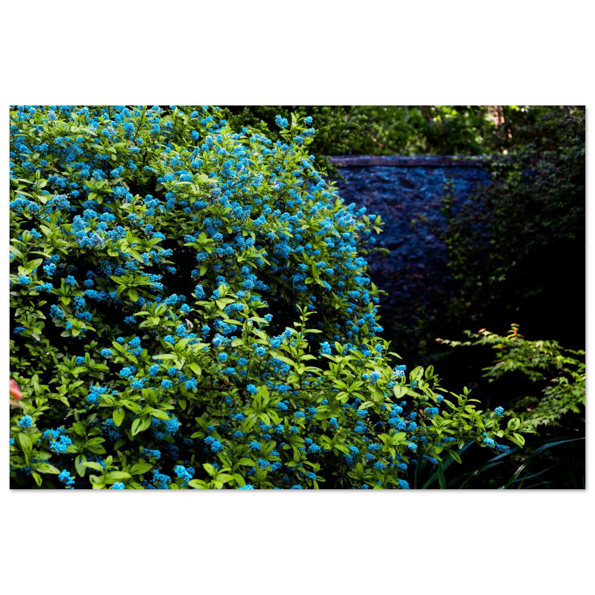 Blue Floral Garden-Gage Prints