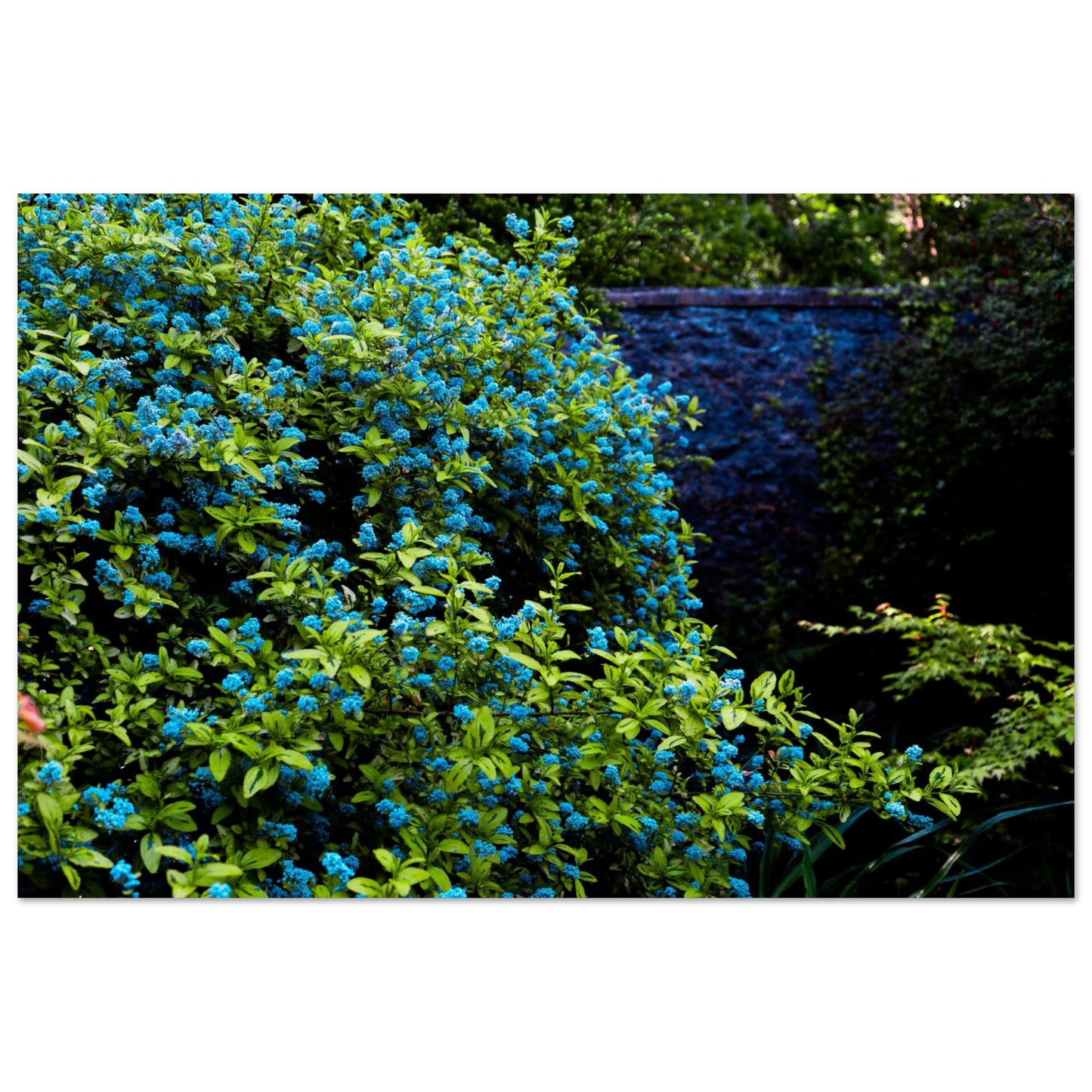 Blue Floral Garden-Gage Prints