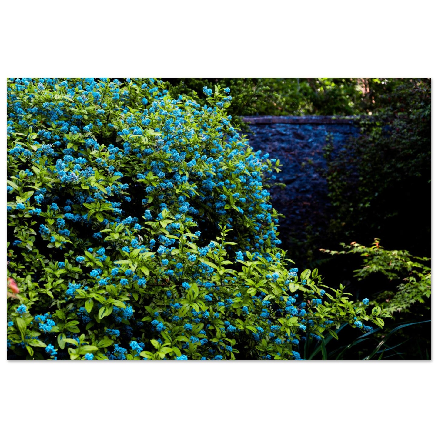 Blue Floral Garden-Gage Prints