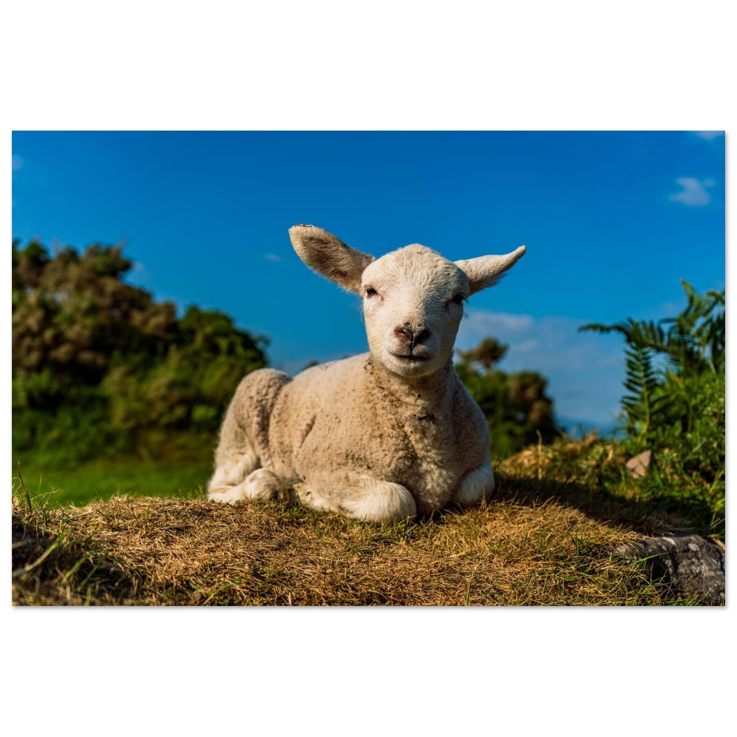 Charming Baby Lamb-Gage Prints