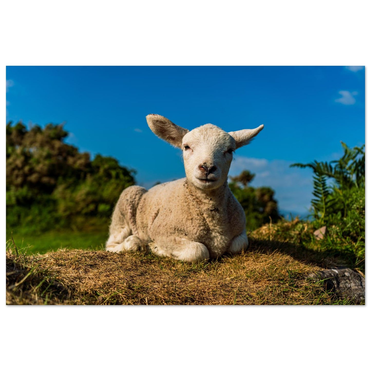 Charming Baby Lamb-Gage Prints