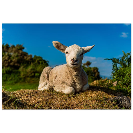 Charming Baby Lamb-Gage Prints