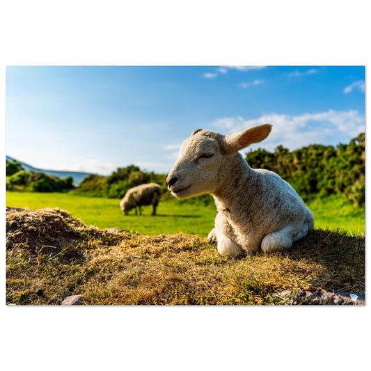 Charming Little Lamb-Gage Prints