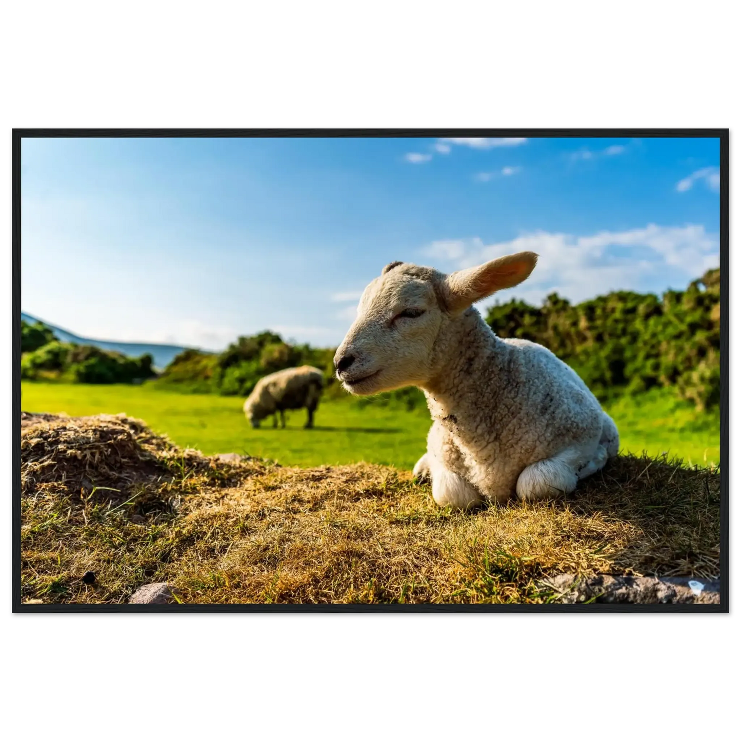 Charming Little Lamb-Gage Prints
