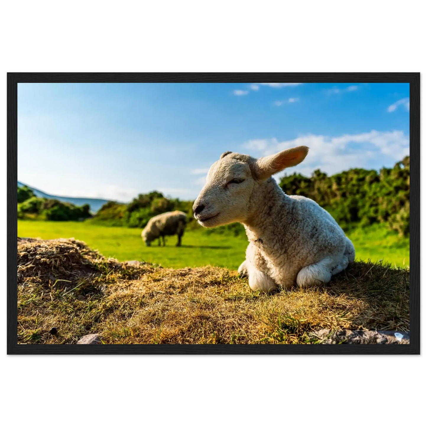 Charming Little Lamb-Gage Prints