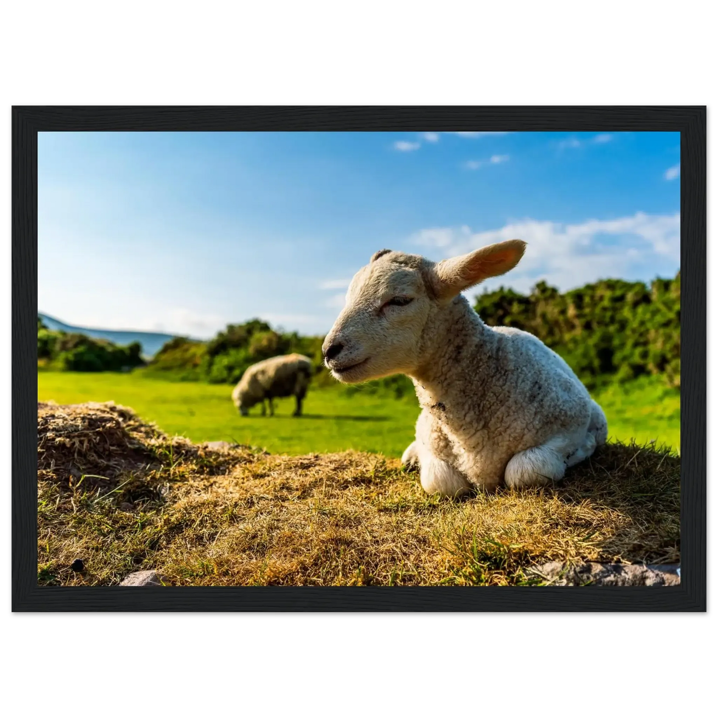 Charming Little Lamb-Gage Prints