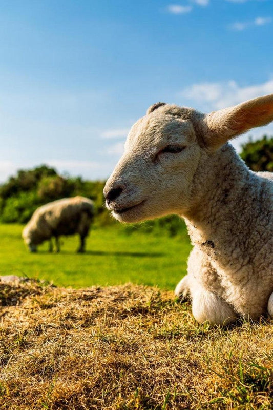 Charming Little Lamb-Gage Prints