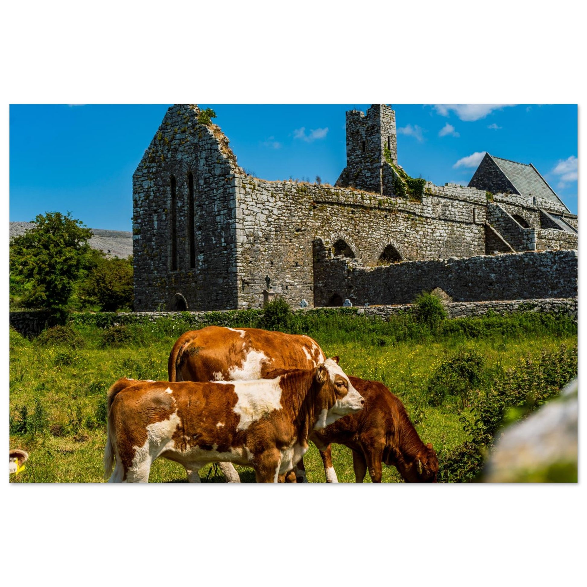 Cows Grazing Irish Ruins-Gage Prints