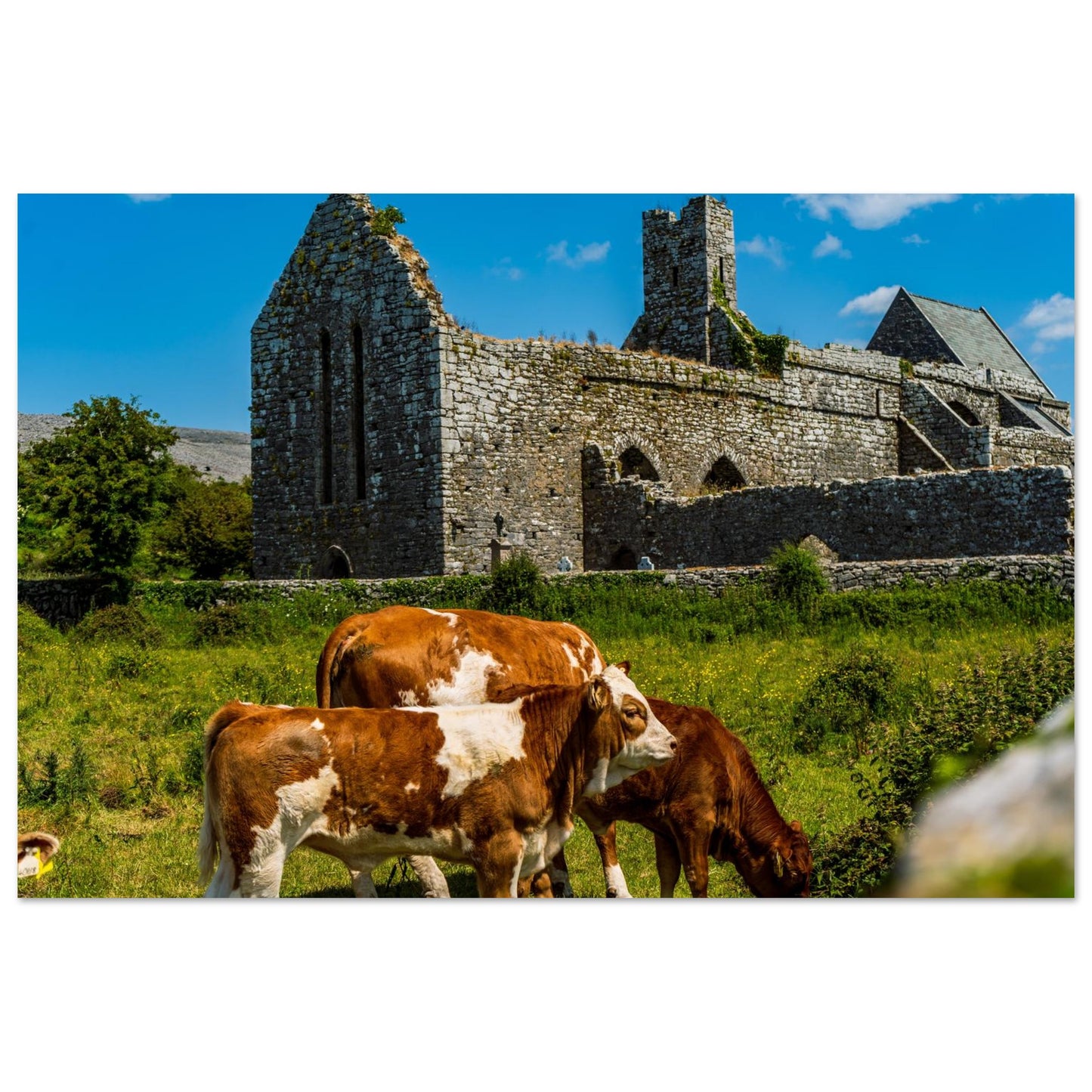 Cows Grazing Irish Ruins-Gage Prints