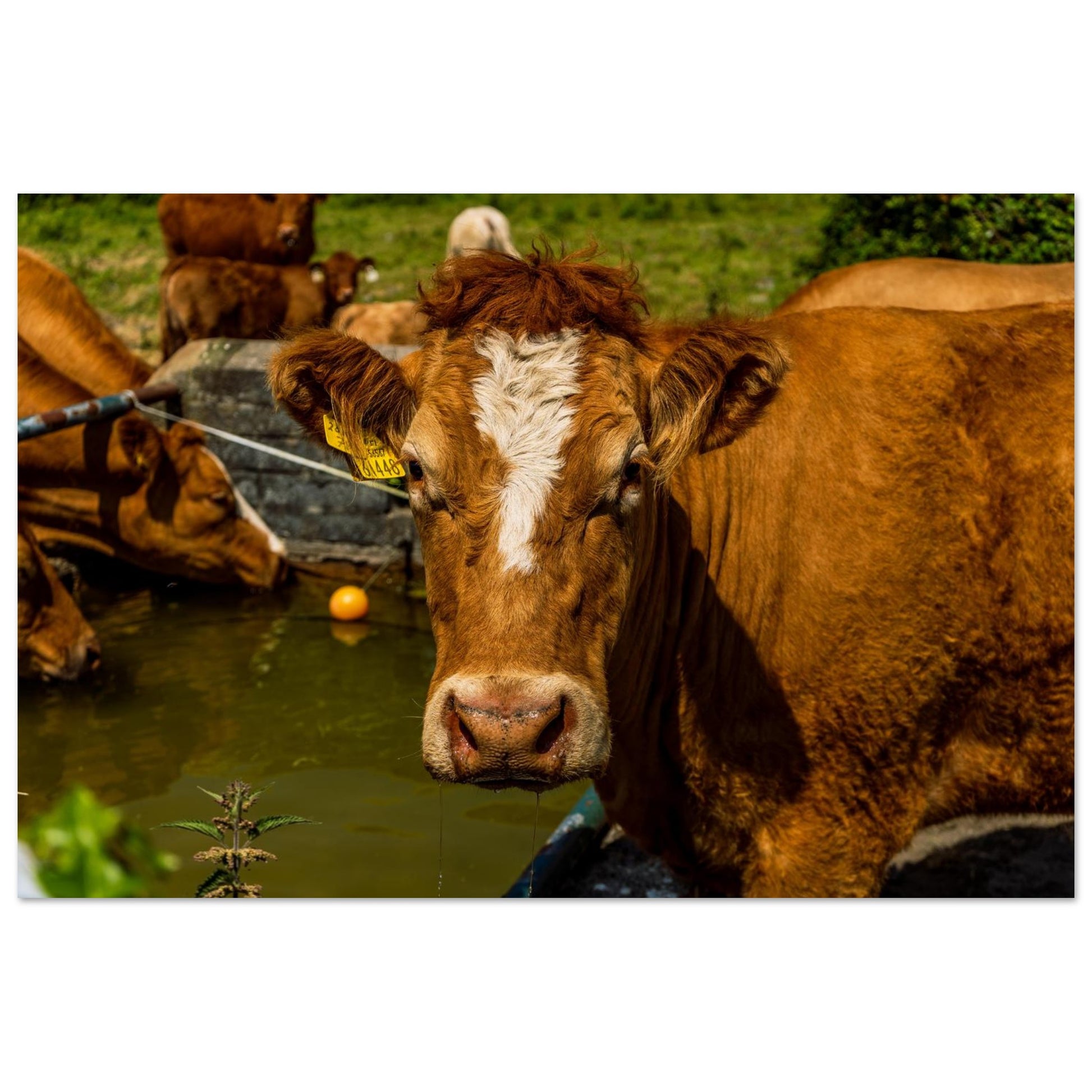 Farm Charm-Gage Prints