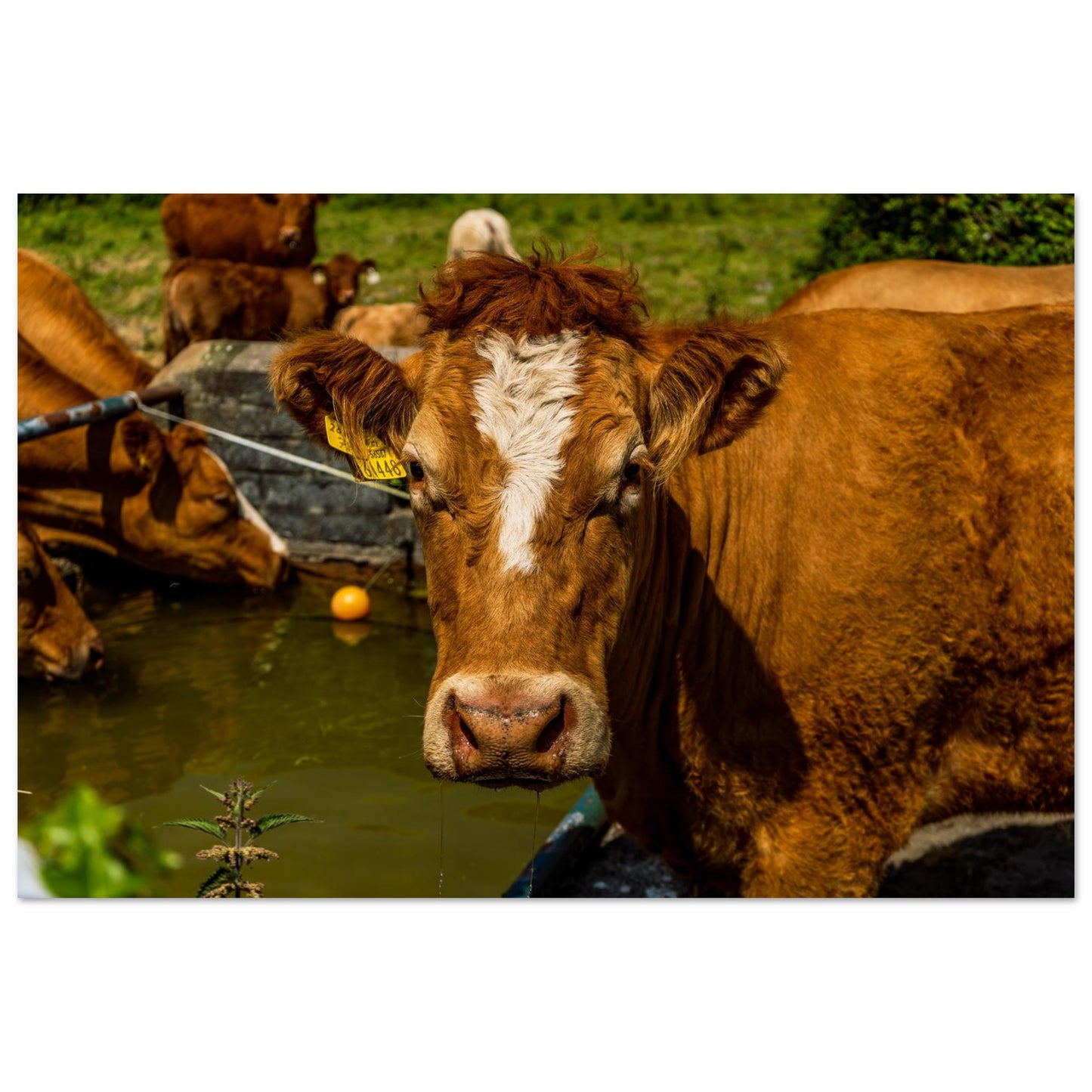 Farm Charm-Gage Prints