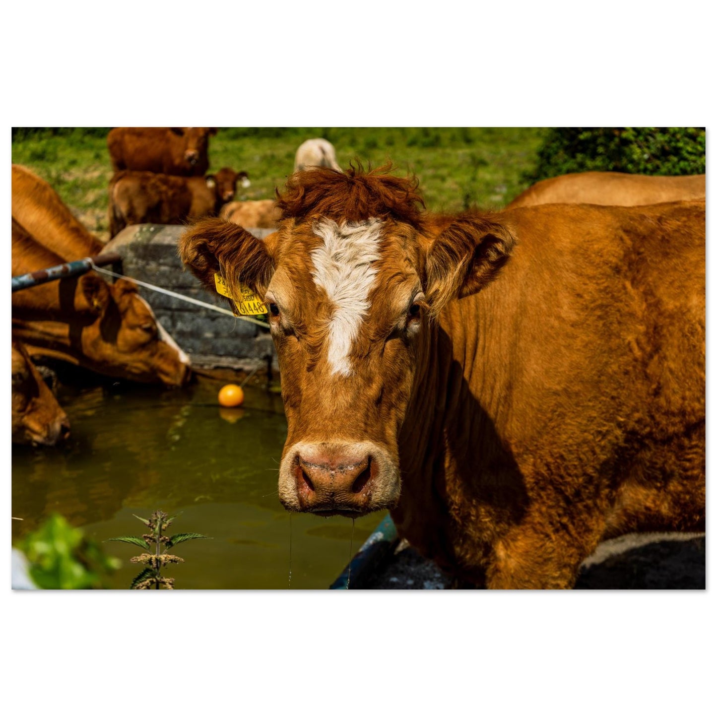 Farm Charm-Gage Prints