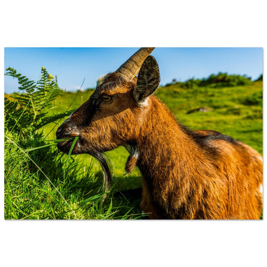 Golden Goat-Gage Prints