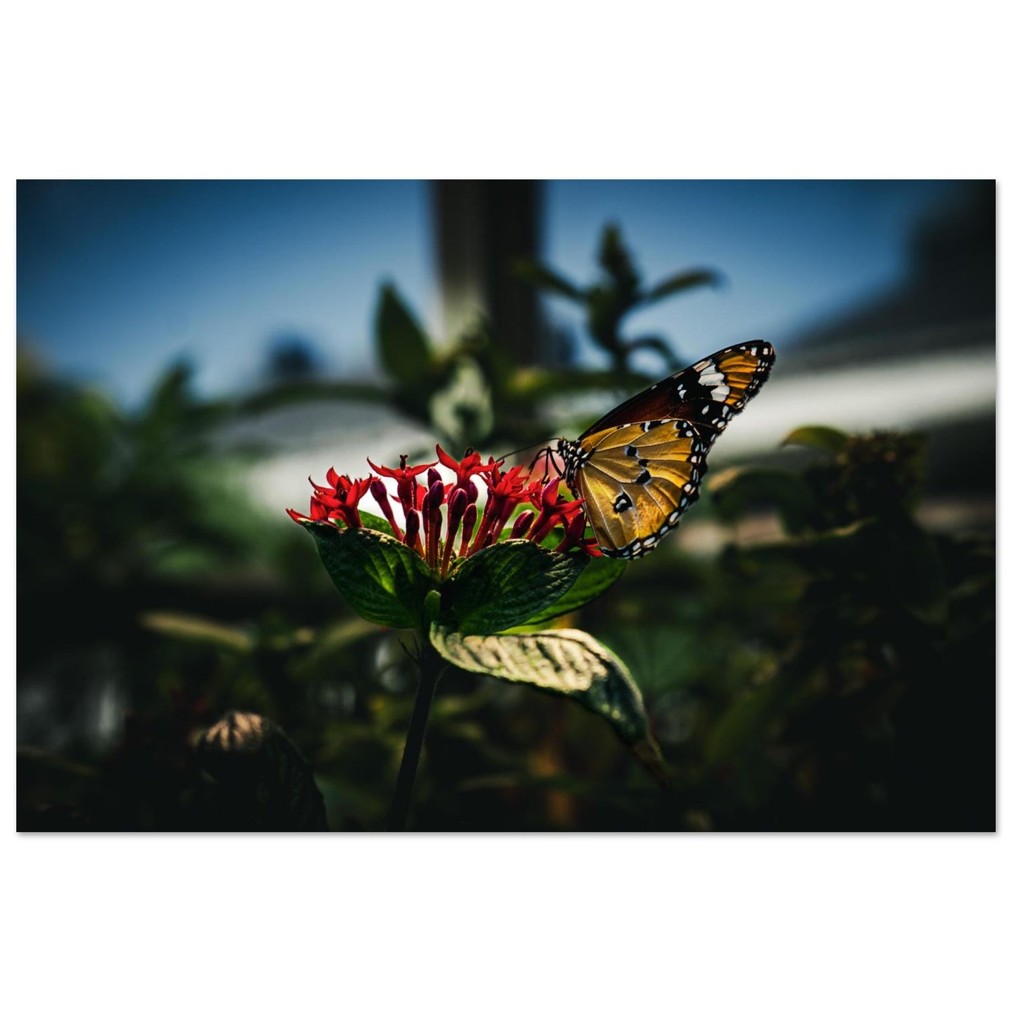 Monarch Butterfly on Red Blooms-Gage Prints