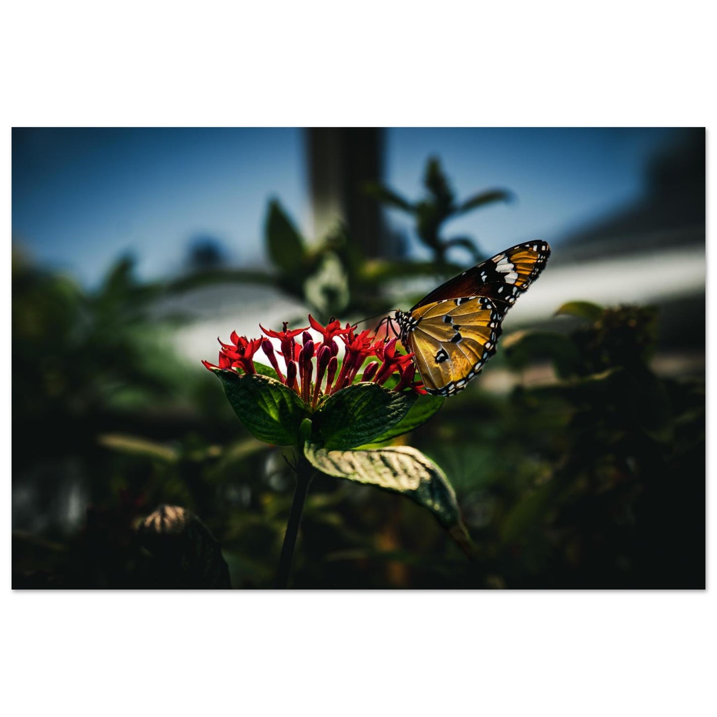 Monarch Butterfly on Red Blooms-Gage Prints