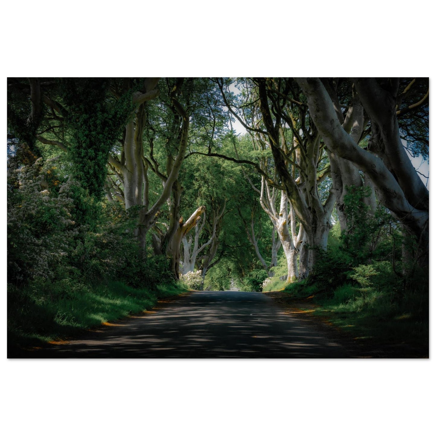 Mystic Dark Hedges-Gage Prints