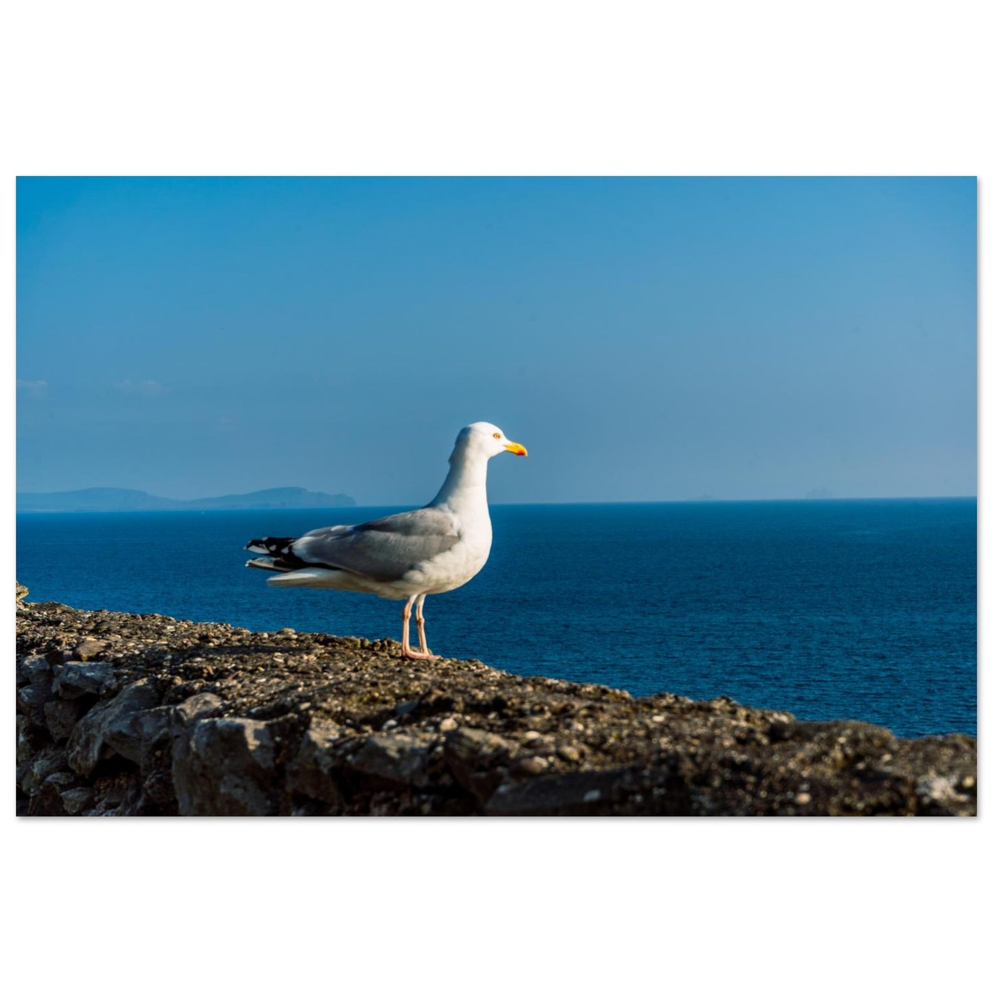 Solitary Seagull-Gage Prints