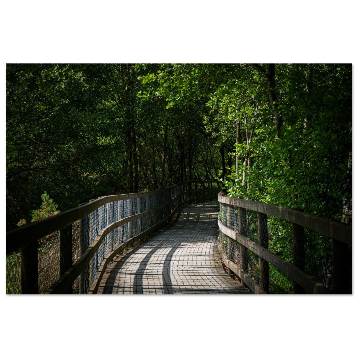 Sun-Dappled Walkway-Gage Prints