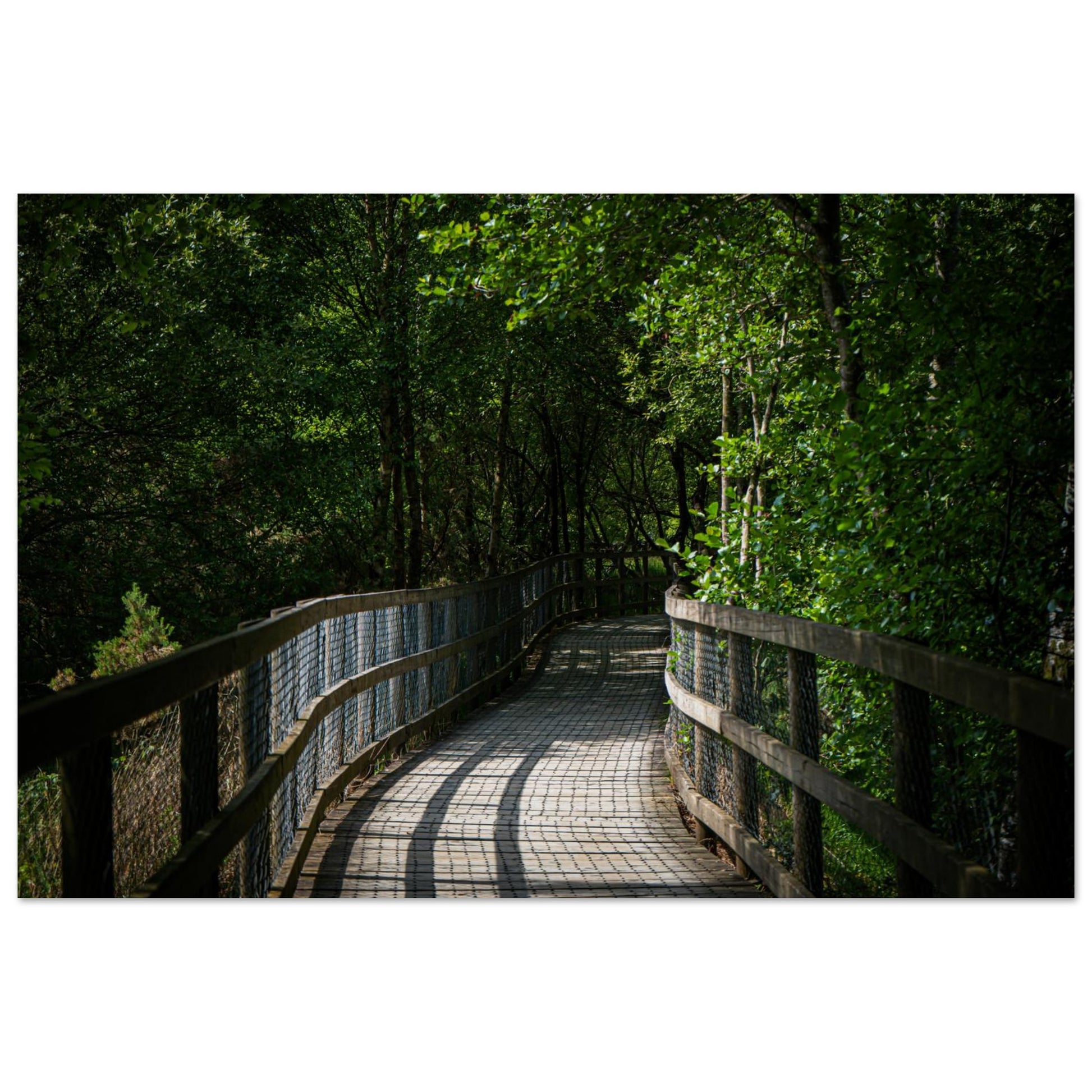 Sun-Dappled Walkway-Gage Prints