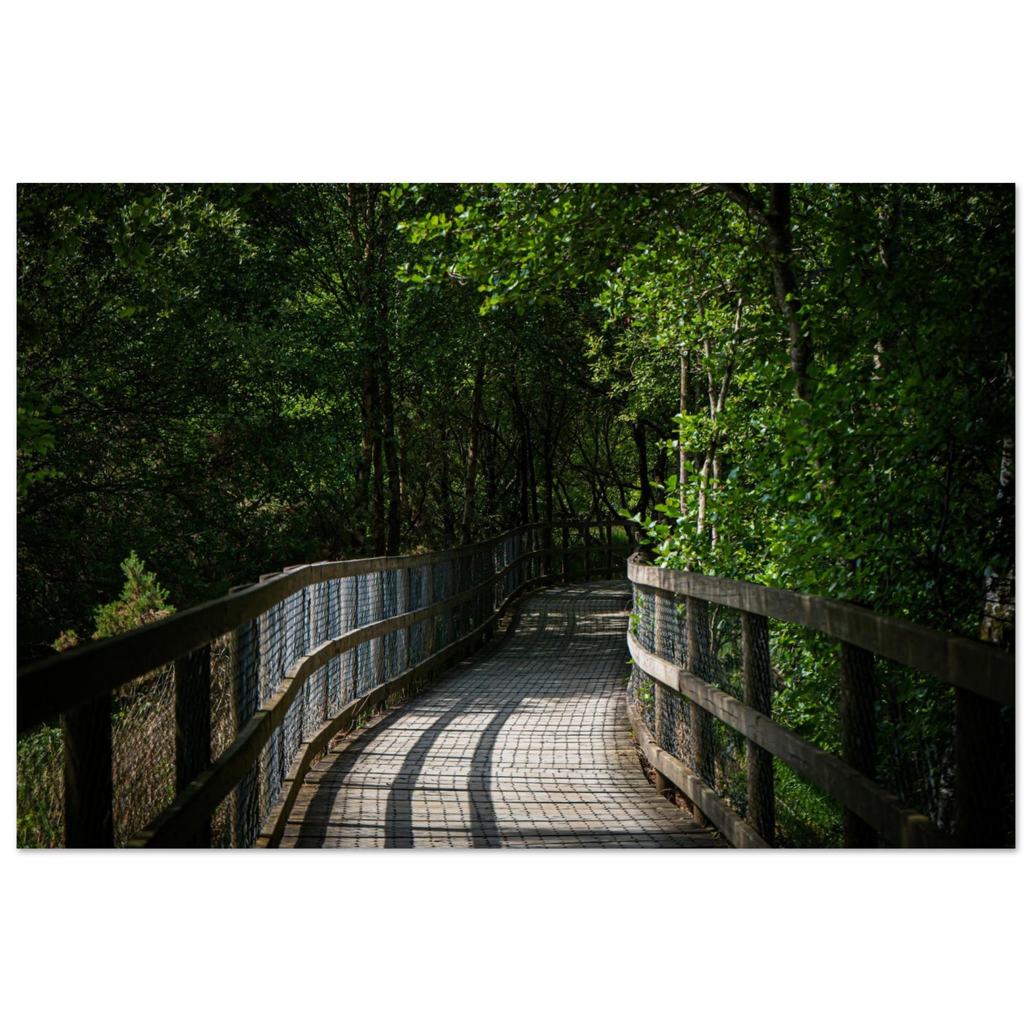 Sun-Dappled Walkway-Gage Prints