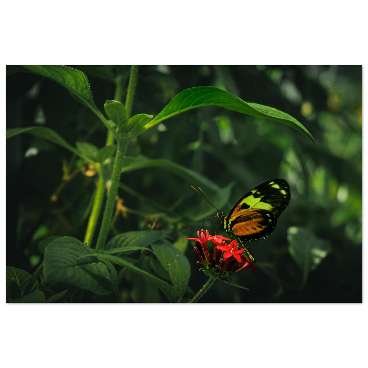 Vibrant Butterfly & Red Flowers-Gage Prints