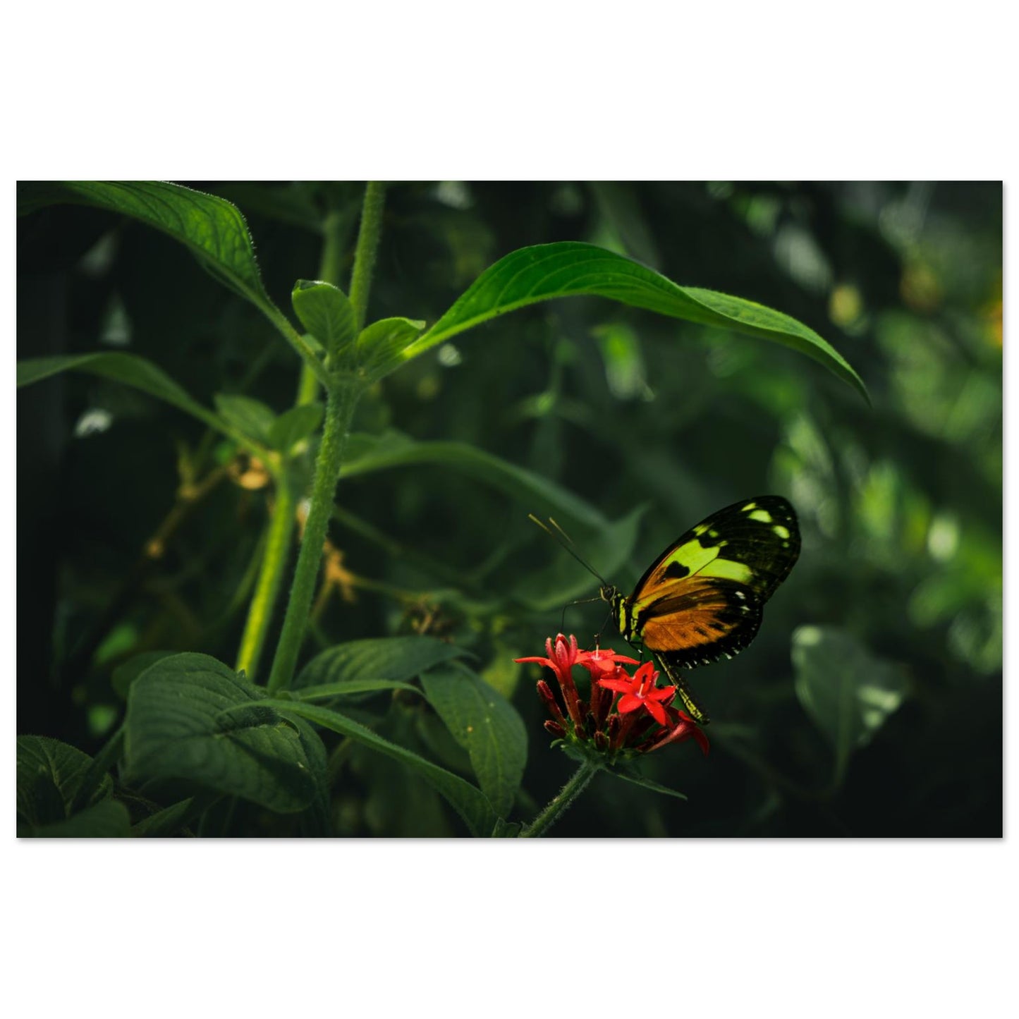 Vibrant Butterfly & Red Flowers-Gage Prints