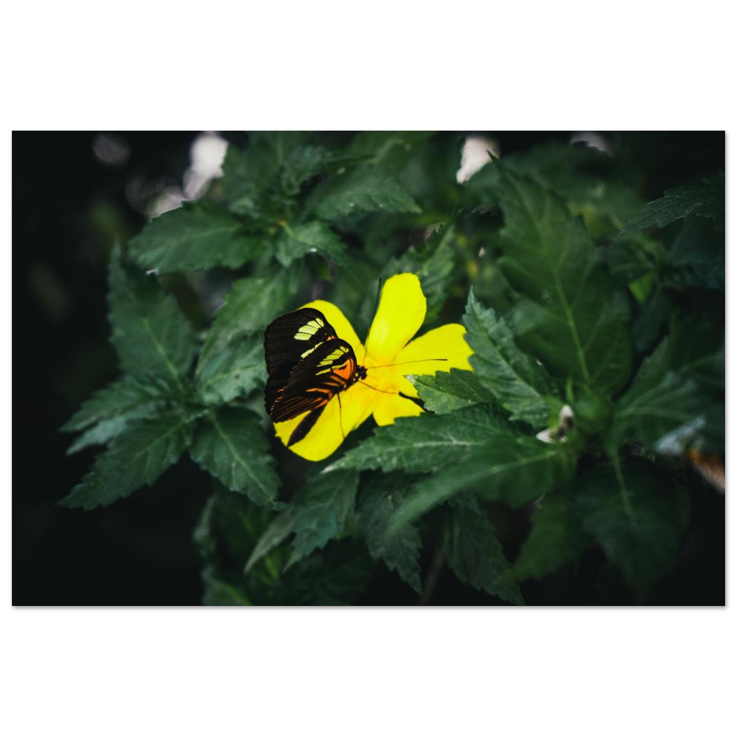 Vibrant Butterfly on Yellow Bloom-Gage Prints