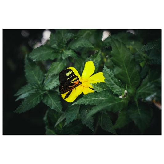 Vibrant Butterfly on Yellow Bloom-Gage Prints