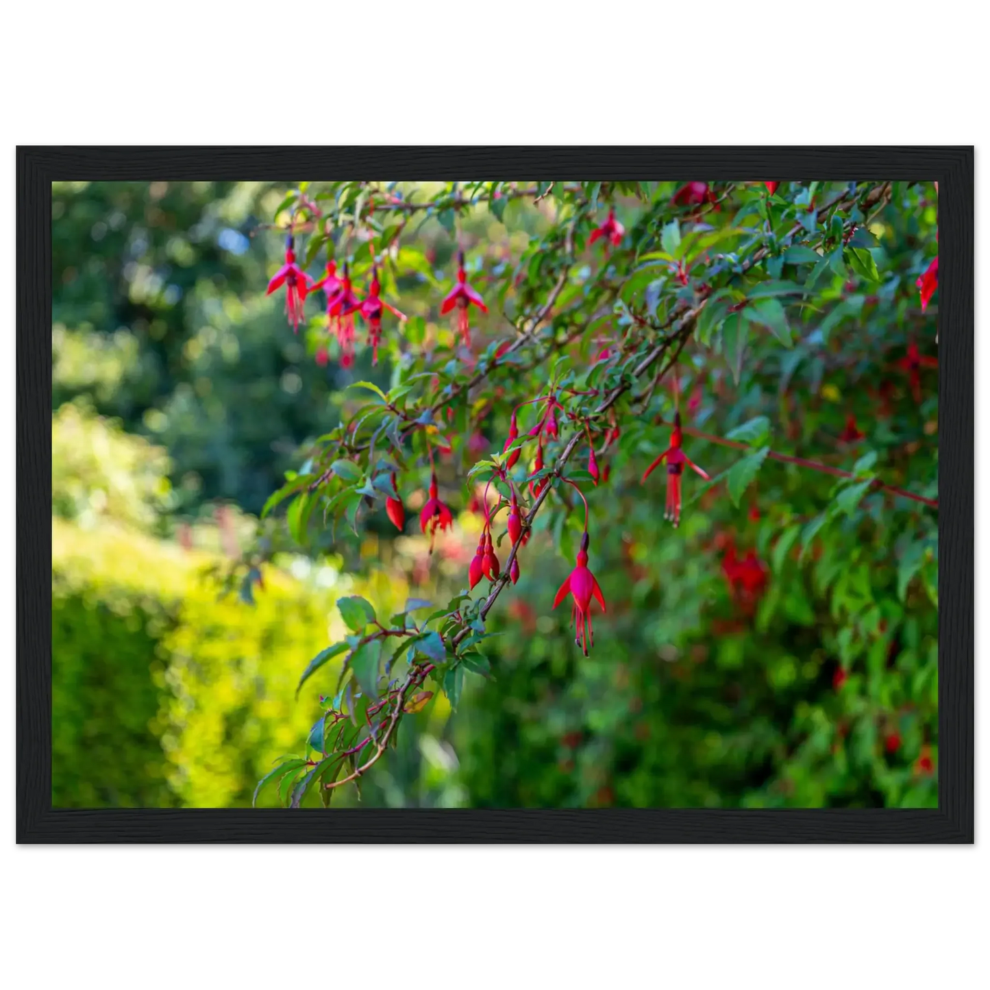 Vibrant Fuchsia Bloom-Gage Prints