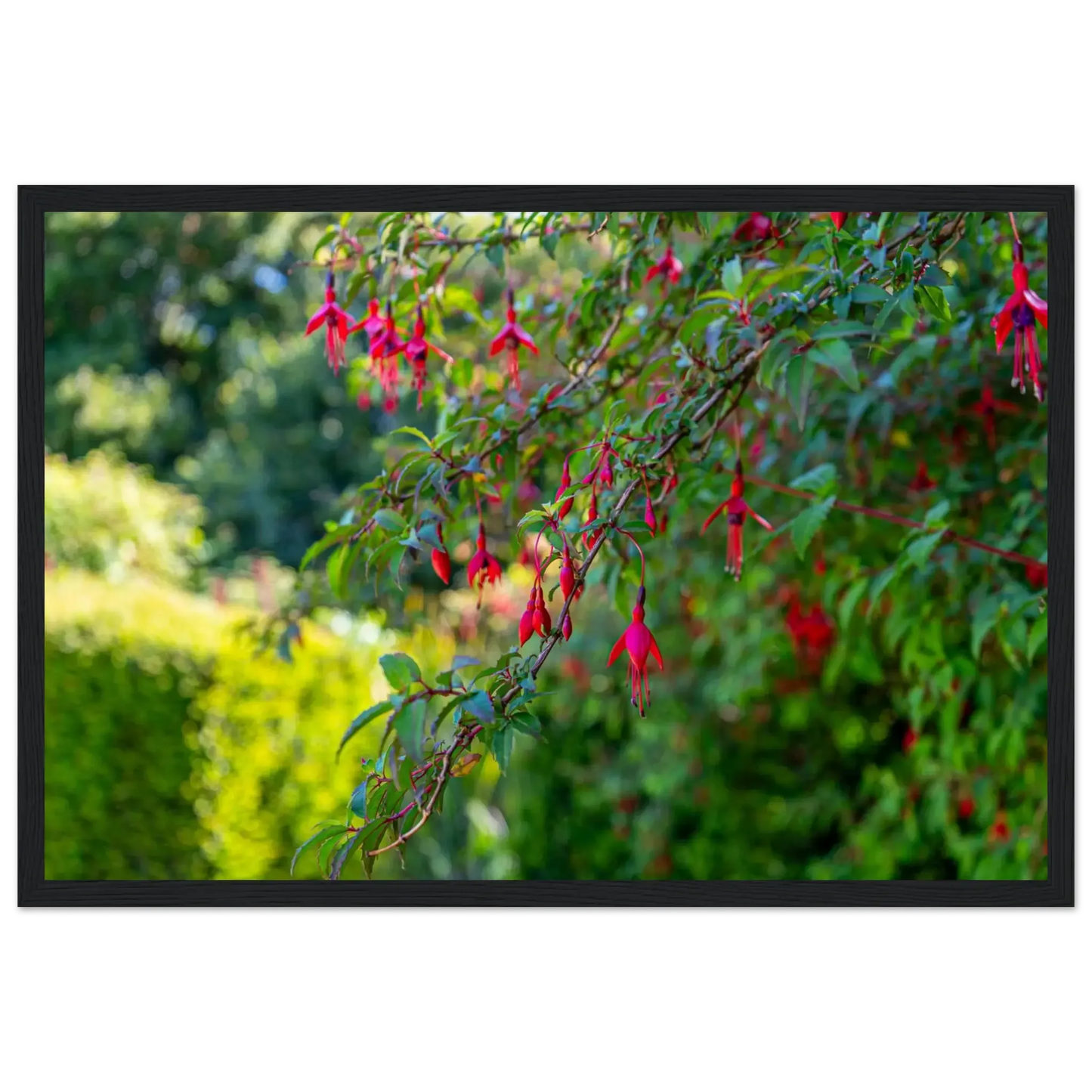 Vibrant Fuchsia Bloom-Gage Prints