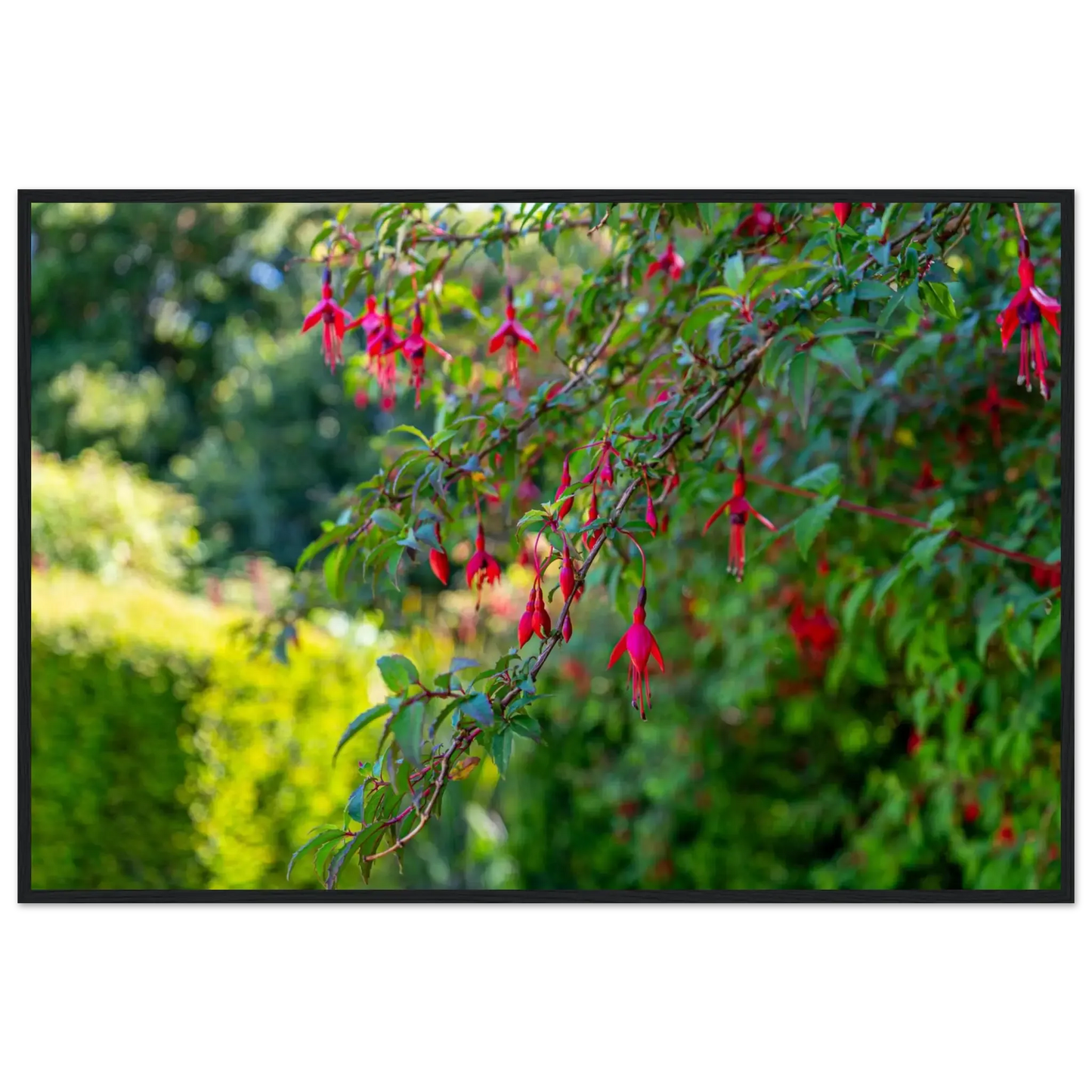 Vibrant Fuchsia Bloom-Gage Prints