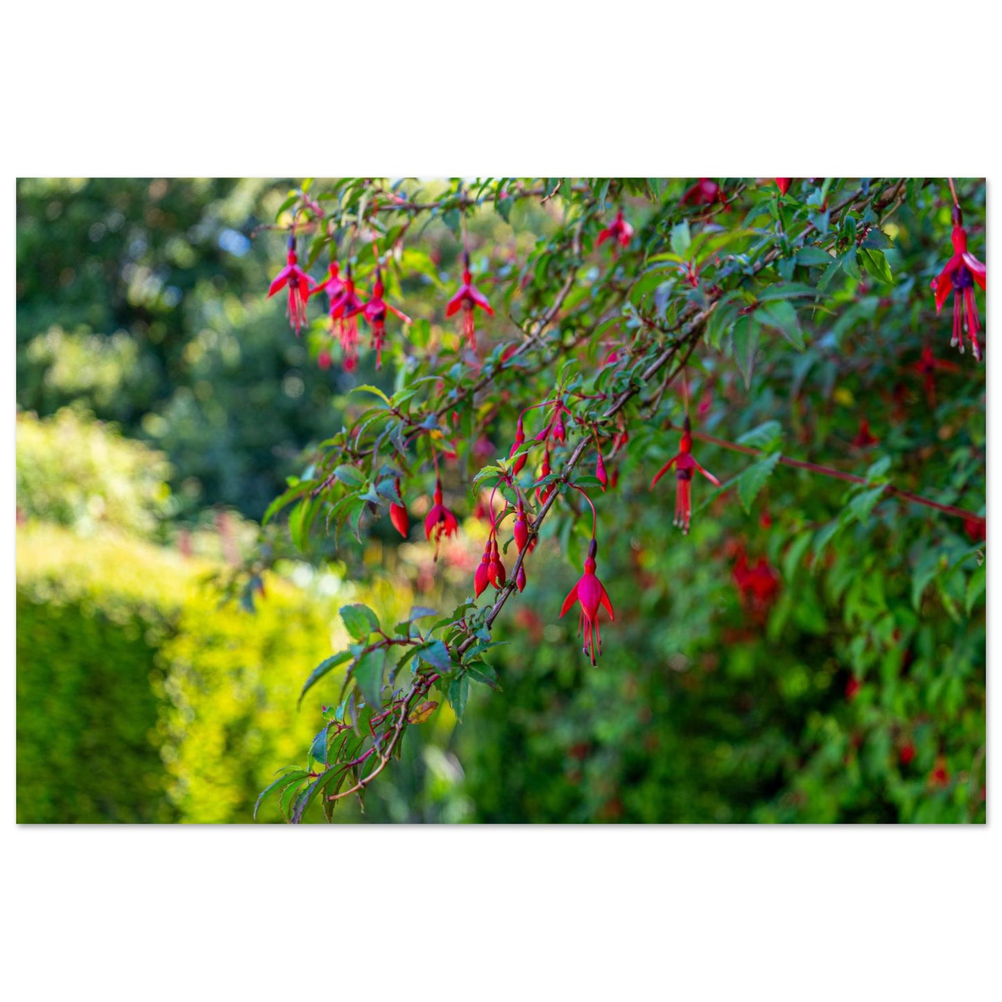 Vibrant Fuchsia Bloom-Gage Prints