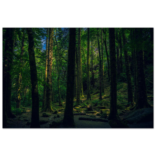 Walk in the Woods-Gage Prints